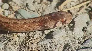 Fall Snake Migration