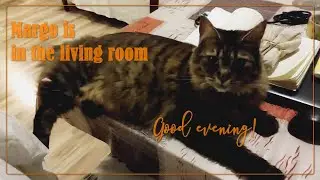 Margo is on the table in a living room | Марго - на столе в гостиной