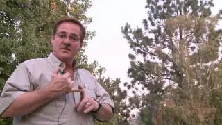 Home & Lawn Pest Control : How to Get Rid of Crows