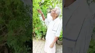 തളിർവലയോ താമര | വെള്ളിപൂക്കും ആറ്റിൻ | Talirvalayo | Cheenavala | MK Arjunan | Vayalar | K.J.Yesudas