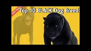 Top 10 Black Color Dog Breed |Black Color Dog Breed | Dogs Junction.