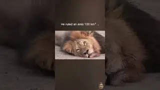 The Fall of a King &ndash; Cecil the Lion 🦁 #CecilTheLion #WildlifeTragedy #wildlife #lion #nature #shorts