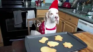 Dog Makes Christmas Cookies: Funny Dog Maymo