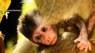Update: Newborn baby monkey Barbi is trying make some movement-Wish Barbi stronger&healthy soon