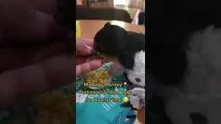 My baby monkey 🐒 eating scrambled eggs for the first time 😋