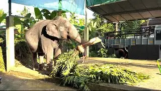 ഡാനി ഇല്ലാത്തതോണ്ട് പണിമൊത്തം എനിക്കാ😅😅 I Kaveri Elephant Malappuram #aana #kaveri #shorts 