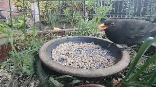 Robin Blackbird and a sparrow 🐦🐦🐦🥰