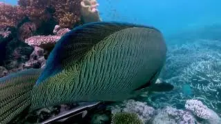 Quicksilver Group, Tourism Reef Protection Initiative 2024