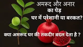 Amrood Aur Anar Ka Paudha Ghar Mein &ndash; Pareshani Ya Barakat?