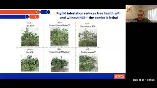 Psyllid and leafminer research and management update