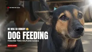 Stray Dog Rescue & Homeless Dog Feeding | Emotional Street Dog Care Story 2025
