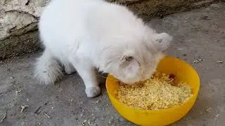 Cats feeding burgol rice and fish #cat#catlovers #viral 