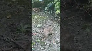 Rabbit in USA😍 #indianamericans #india #usa #nature