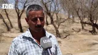 بعشيقة و بحزاني : داعش حرق اكثر من 60 الف شجرة زيتون للايزيدية