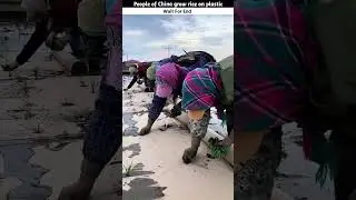 People of China grow rice on plastic