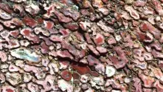 A natural desert patina on gembone