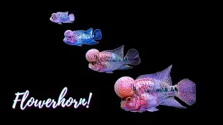Flowerhorn Growth Day 1 TO 1.5 Years