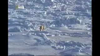 Urso Polar o maior predador terrestre do planeta completo e  Dublado