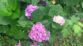 Natura este frumoasa . Nature is beautiful . Title written in Romanian and English language . 😇🌺☁️
