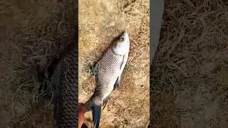 amazing net fishing aquarium fish catching video #amazing #net #fishing #shorts