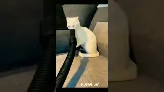 Funny Cats👀 #goodmorning #fun #kate #goodnight #shorts