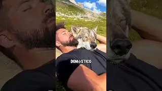 &iquest;Podr&iacute;a un lobo ser un perro dom&eacute;stico? #perros #dogs #lobo