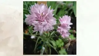 Василек синий, или посевной (Centaurea cyanus)
