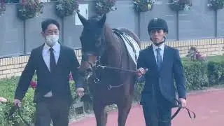 杉原誠人＆ベランジェール号　3歳以上1勝クラス(2024年12月14日)のパドックを動画で振り返る