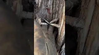 Has anyone ever seen this condition inside a pine tree before? #whitepine#sthilms500i #wood #nature