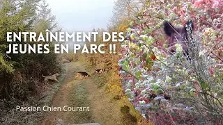 Chasse aux sangliers: 