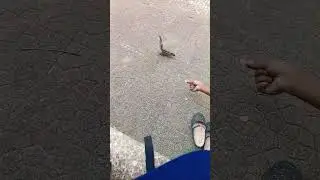 Squirrel is taking food from my hand#shorts #shortvideo #viralshorts #viralvideo #short #shortsfeed