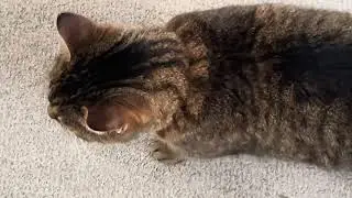 Super Brave Puttytatt protects home from monster birds