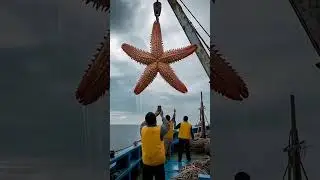 Unexpected Small To Giant Animal Transformation!