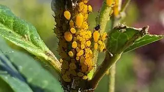 Biological control of aphids