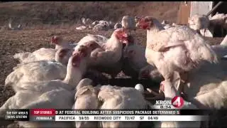Petaluma Chicken Farmer Says Changes Needed in Food System