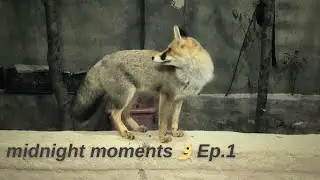Midnight Moments | Episode 1 🌙