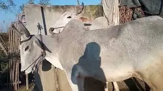 नागौरी बेलों की जोड़ी, बहुत ही सुंदर जोड़ी है भाई।🙏