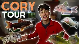 Коллекция Corydoras — тур и обновление