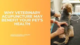 Why Veterinary Acupuncture May Benefit Your Pet's Health (Podcast)