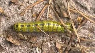 Phalera bucephala caterpillar rups van de wapendrager