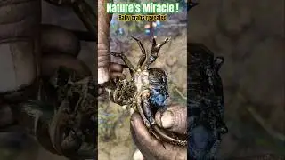 Miracle of Nature! Baby Crabs Revealed in Tarito Village Harvest 🌊🦀