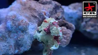 Antennarius maculatus