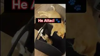 The Cat's Sneak Attack... FAILS! 😹 ネコの奇襲&hellip;失敗に終わる！😹