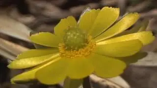 Spring. Adonis amurensis - Весна. Адонис амурский или горицвет амурский (1)