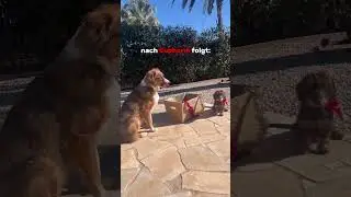 🐾🚫 Hunde sind keine Weihnachtsgeschenke - Ein wichtiger Appell 🎁❌ 🐕