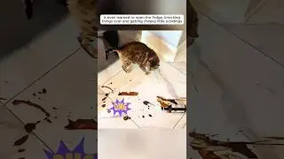 #shortvideo #animals #viralvideo #copymaster #youtubeshorts #animalshorts #funny #creativesurvival