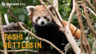 Update: Tashi the red panda settles in at Marwell! 🦊