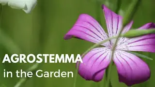 In the Garden: Growing 'Milas Mix' Agrostemma (Corn Cockle) for Cut Flowers