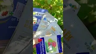 &ldquo;Появилась мучнистая роса на смородине&rdquo;: чем обработать куст