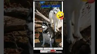 Qenet haski